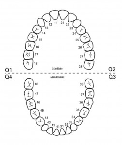 denture vierge.png